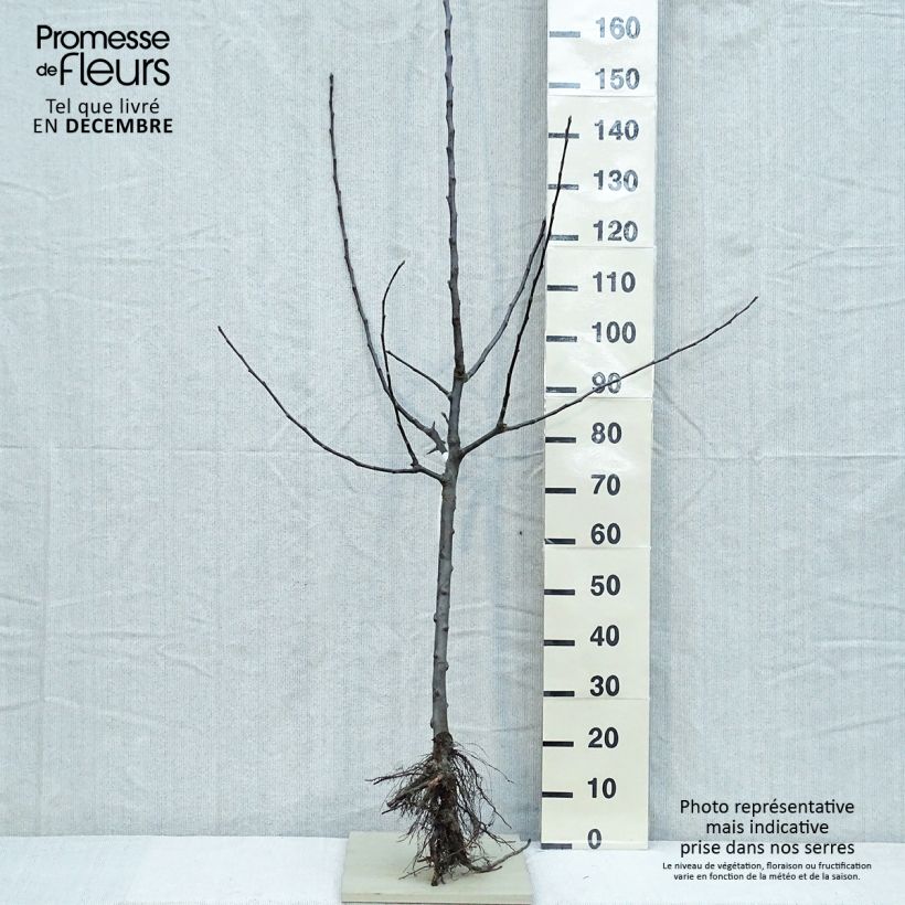 Amostra de Pommier Jacques Lebel Raízes nuas, Copo tal como entregue no inverno