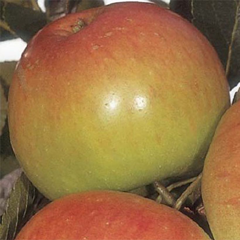 Macieira James Grieve - Malus domestica (Colheita)
