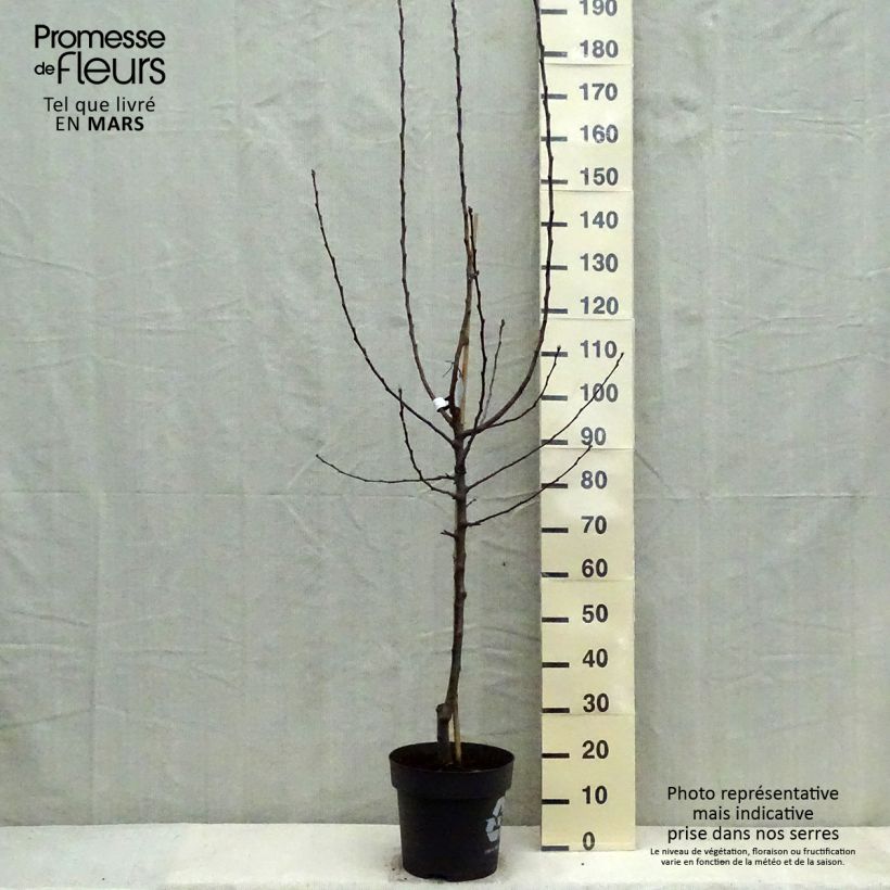 Amostra de Macieira James Grieve - Malus domestica Vaso de 7,5 L/10 L, Copo tal como entregue na primavera