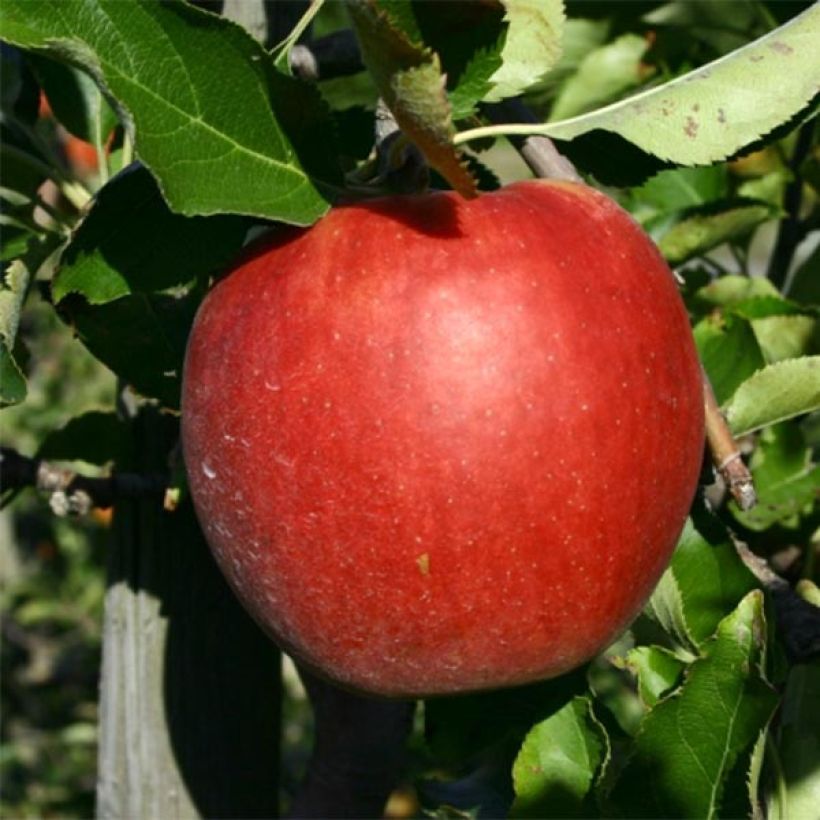 Macieira Jonagold - Malus domestica (Colheita)