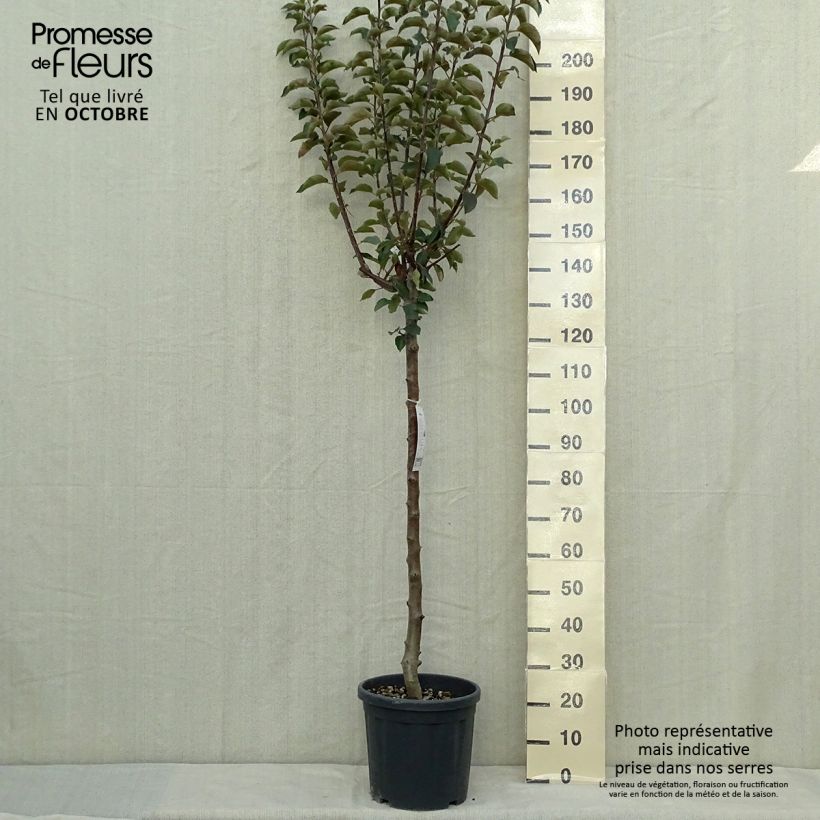 Amostra de Macieira Jonagold - Malus domestica Vaso de 7,5 L/10 L, Meia haste tal como entregue no outono