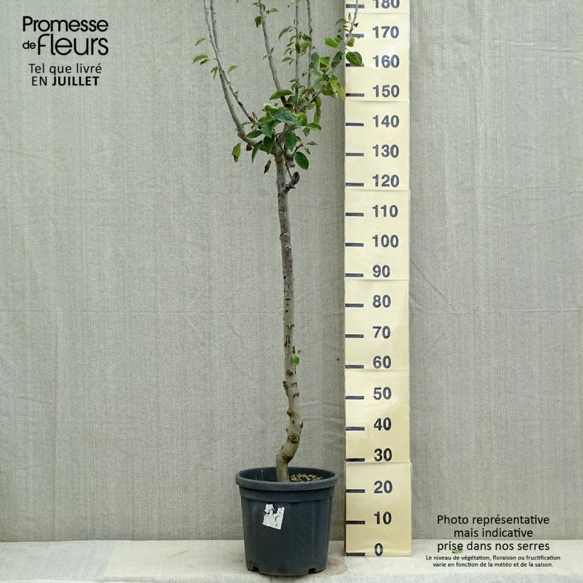 Amostra de Macieira Jonagold - Malus domestica Vaso de 7,5 L/10 L, Meia haste tal como entregue no verão