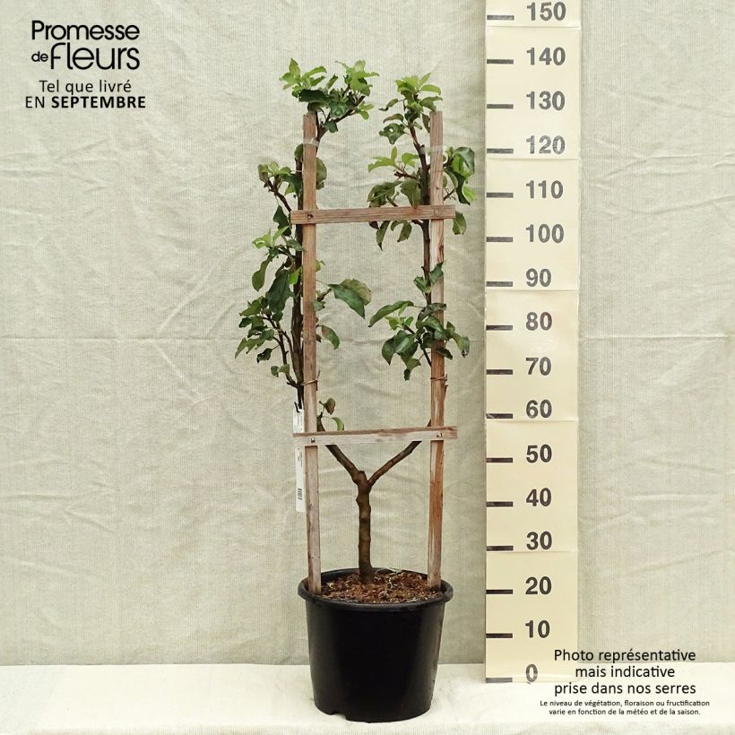 Amostra de Macieira Jonagold - Malus domestica Vaso de 7,5 L/10 L, Palmeta simples em U tal como entregue no outono