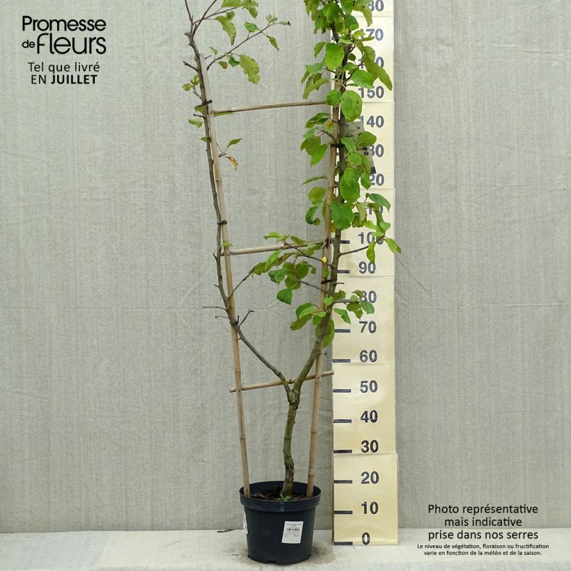 Amostra de Macieira Jonagold - Malus domestica Vaso de 7,5 L/10 L, Palmeta simples em U tal como entregue no verão