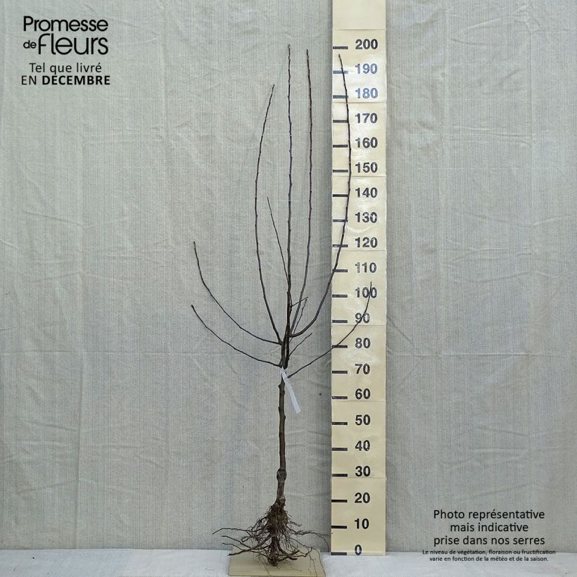 Amostra de Pommier Jonathan Raízes nuas, Meia haste tal como entregue no inverno