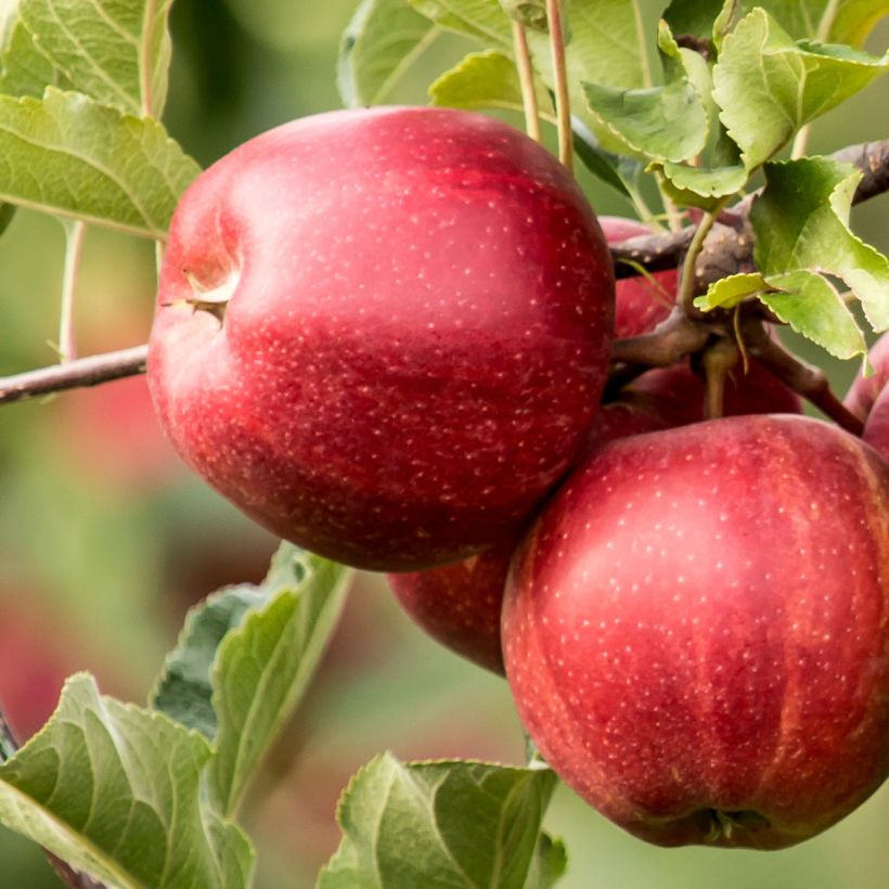Macieira Jumbo Hanners - Stark Jumbo - Malus domestica (Colheita)