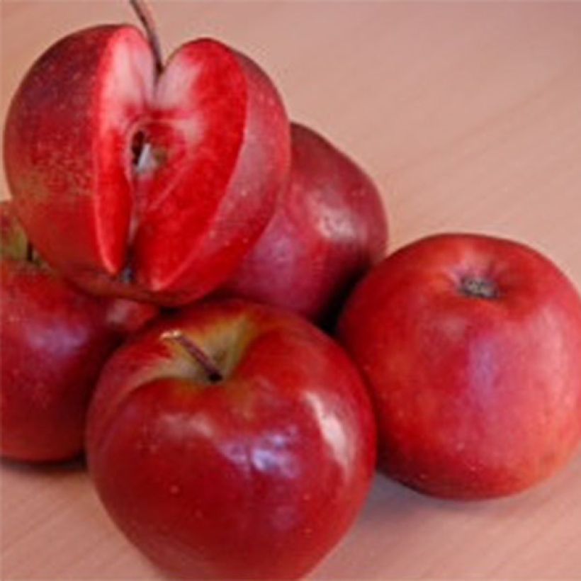 Macieira Maggy - Malus domestica (Colheita)