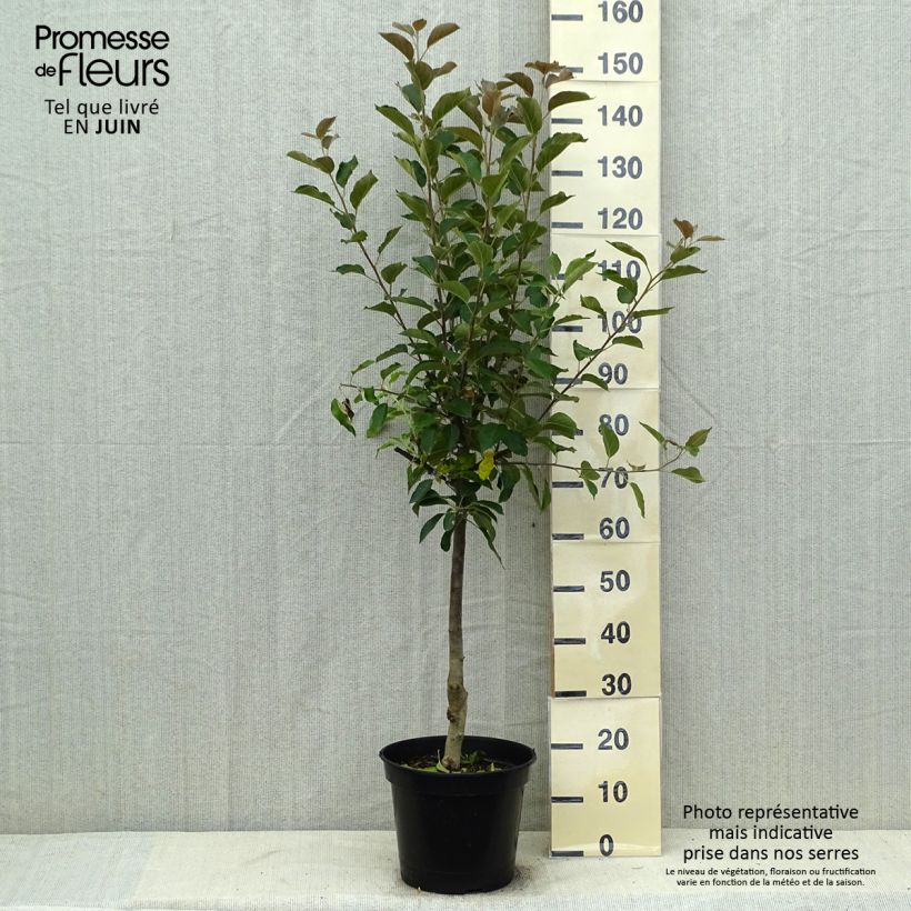 Amostra de Macieira Maggy - Malus domestica Vaso de 7,5 L/10 L, Copo tal como entregue no verão