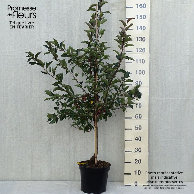 Amostra de Malus Diable Rouge Vaso de 7,5 L/10 L tal como entregue no outono