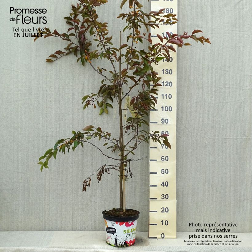 Amostra de Malus Diable Rouge Vaso de 7,5 L/10 L tal como entregue no verão