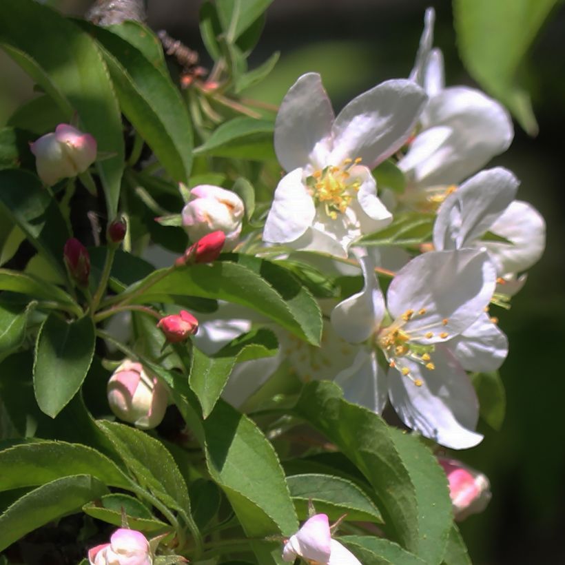 Malus Sugar Tyme (Floração)