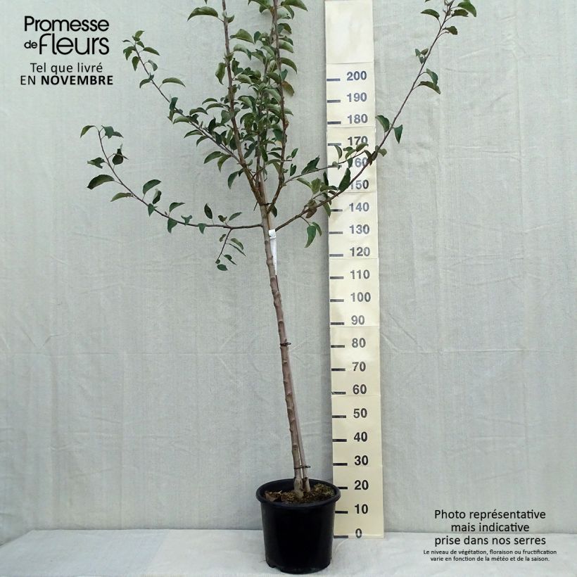 Amostra de Macieira Belchard - Malus domestica Vaso de 12 L/15 L, Meia haste tal como entregue no outono