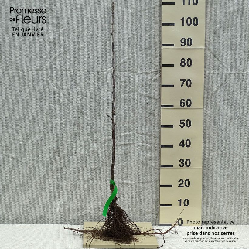 Amostra de Pommier - Malus domestica Braeburn Raízes nuas, Rebento tal como entregue no inverno