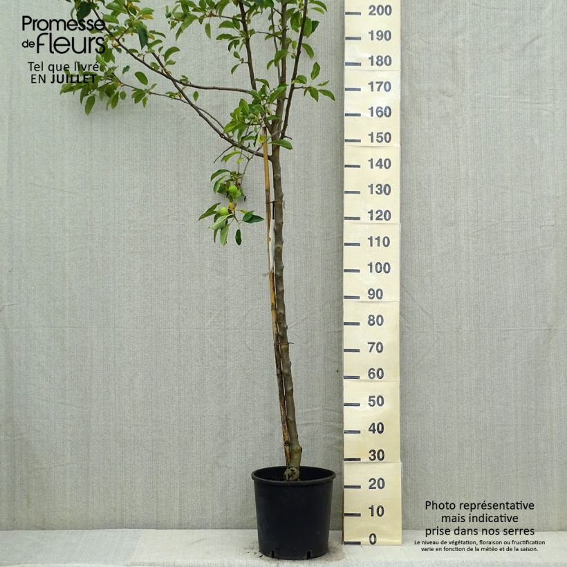 Amostra de Macieira Idared - Malus domestica Vaso de 12 L/15 L, Meia haste tal como entregue no verão