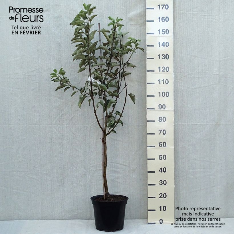 Amostra de Macieira Idared - Malus domestica Vaso de 7,5 L/10 L, Copo tal como entregue no outono