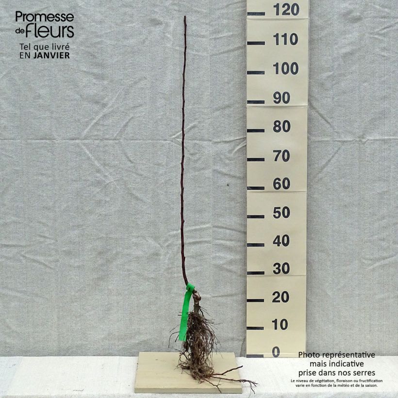 Amostra de Pommier Melrose Raízes nuas, Rebento tal como entregue no inverno