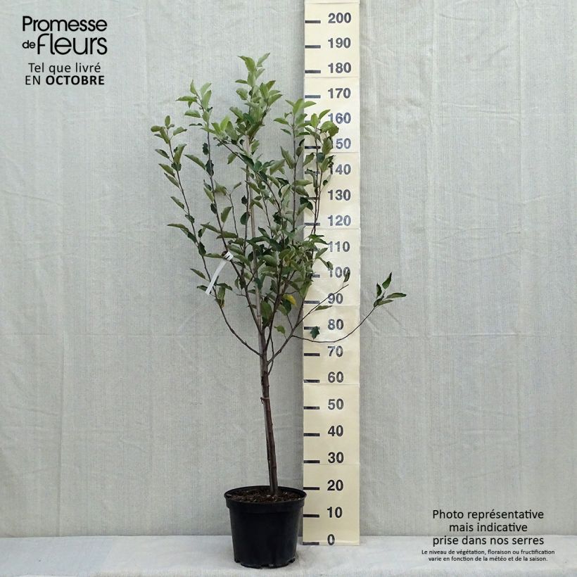 Amostra de Macieira Melrose - Malus domestica Vaso de 7,5 L/10 L, Copo tal como entregue no outono