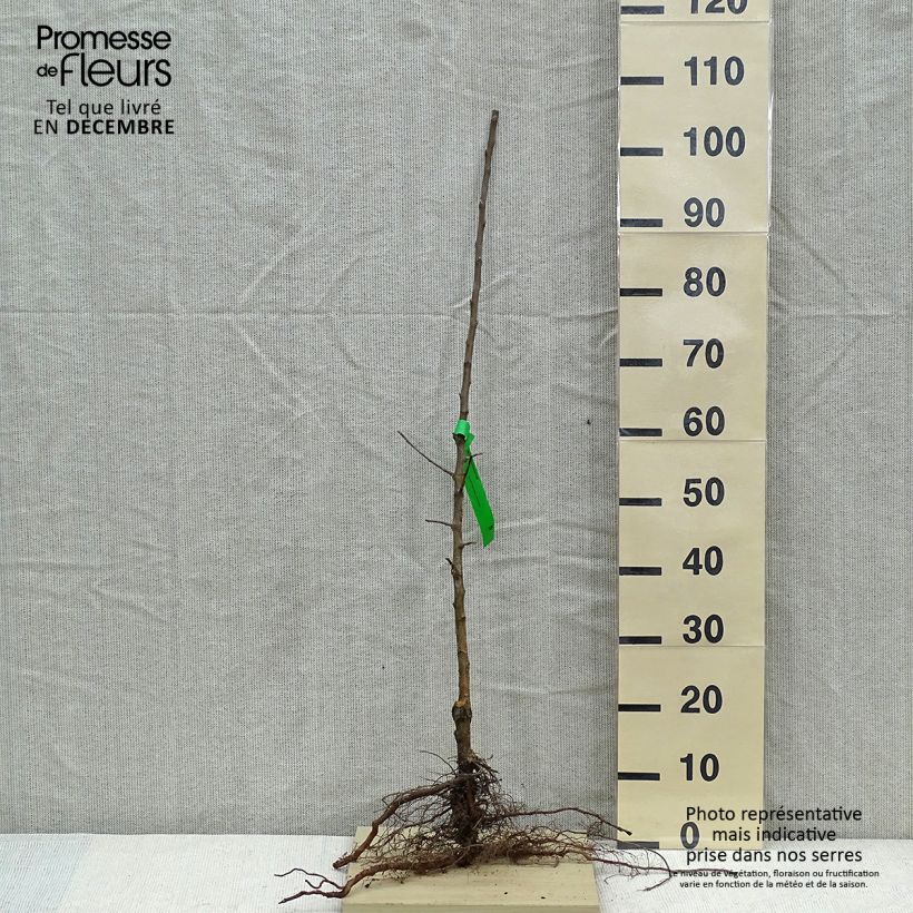 Amostra de Pommier Museau de Lièvre Raízes nuas, Rebento tal como entregue no inverno