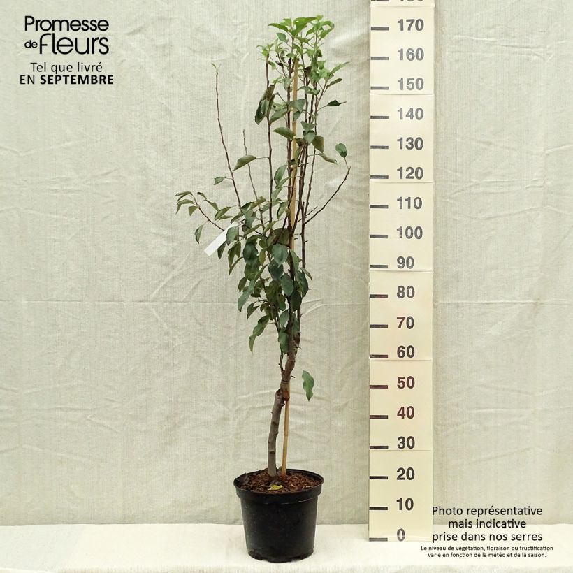 Amostra de Macieira Museau de Lièvre - Malus domestica Vaso de 7,5 L/10 L, Copo tal como entregue no outono