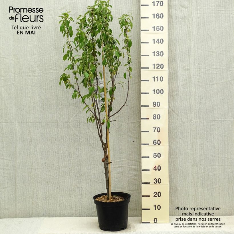 Amostra de Macieira Museau de Lièvre - Malus domestica Vaso de 7,5 L/10 L, Copo tal como entregue na primavera