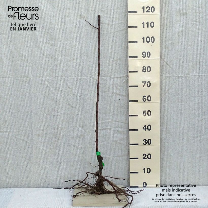 Amostra de Pommier Pigeonnet de Jerusalem Bio - Gros Pigeonnet Grandes Racines nues, Scion tal como entregue no inverno