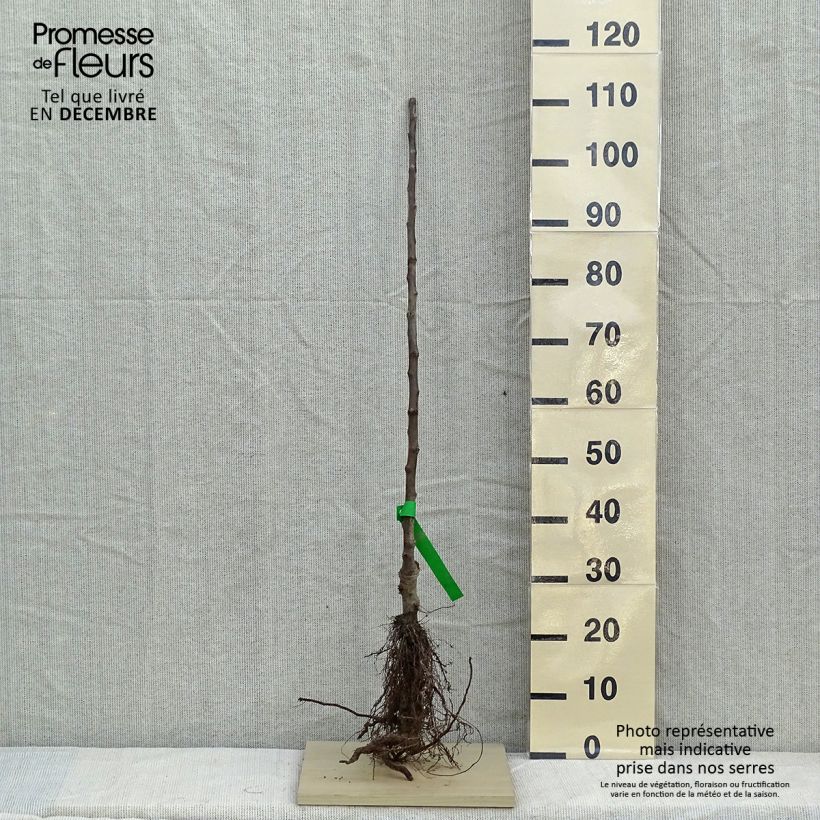 Amostra de Pommier Rambour d'Hiver  Raízes nuas, Rebento tal como entregue no inverno
