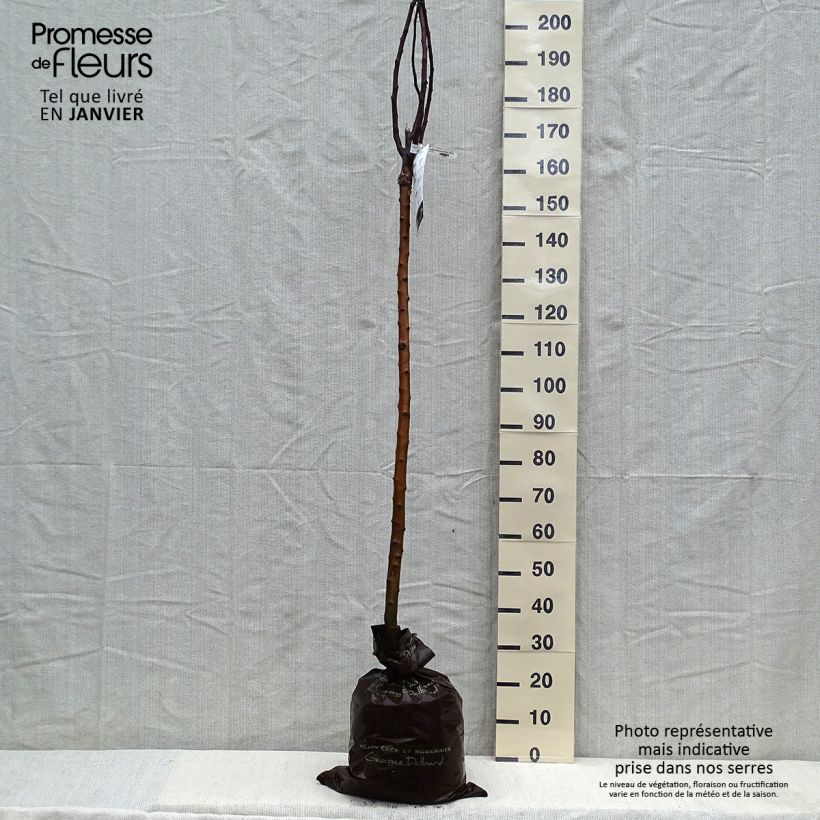 Amostra de Pommier Rambour d'Hiver  Torrão "Pronto a plantar", Meia haste tal como entregue no inverno