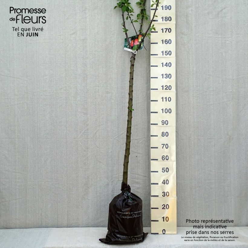 Amostra de Macieira Rambour de Inverno - Malus domestica Torrão "Pronto a plantar", Meia haste tal como entregue na primavera