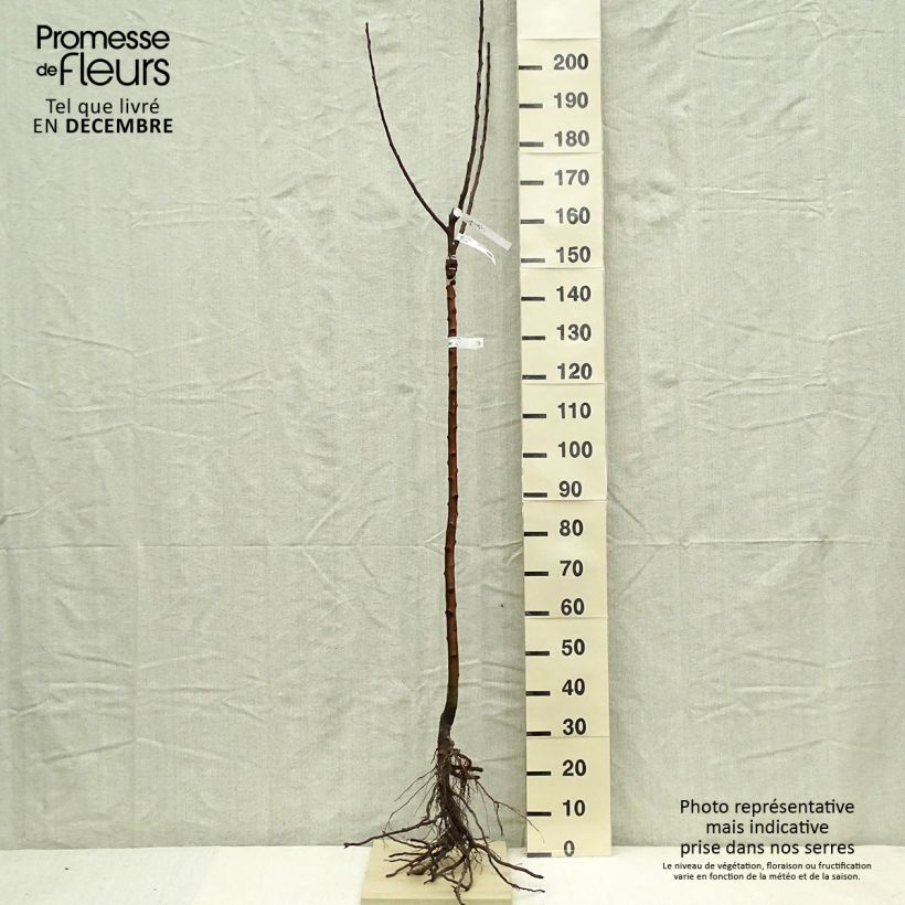 Amostra de Pommier Rambour d'Hiver  Raízes nuas, Meia haste tal como entregue no inverno