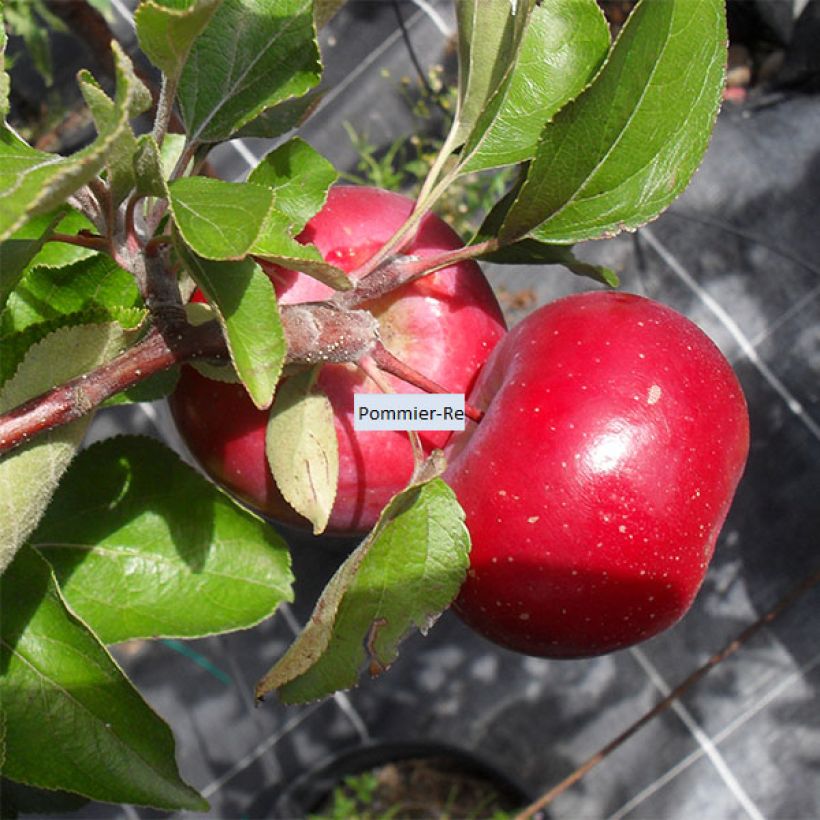 Macieira Red Love - Malus domestica (Colheita)