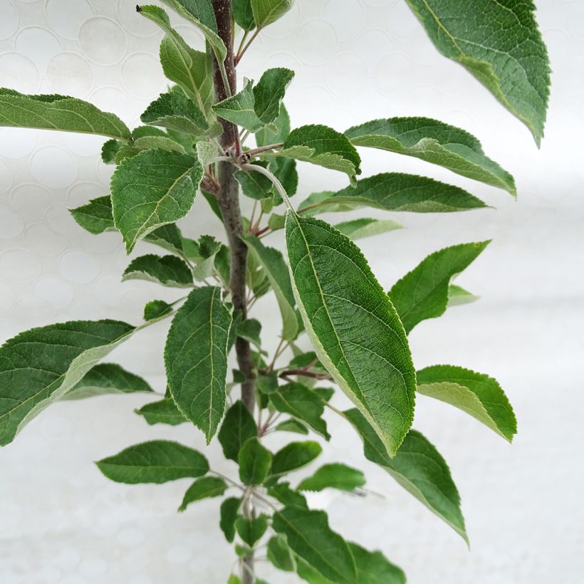 Macieira Regali Georges Delbard - Malus domestica (Folhagem)