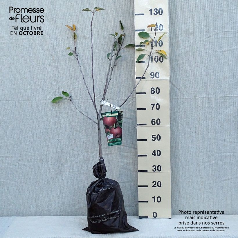Amostra de Macieira Regali Georges Delbard - Malus domestica Torrão "Pronto a plantar", Copo tal como entregue no outono