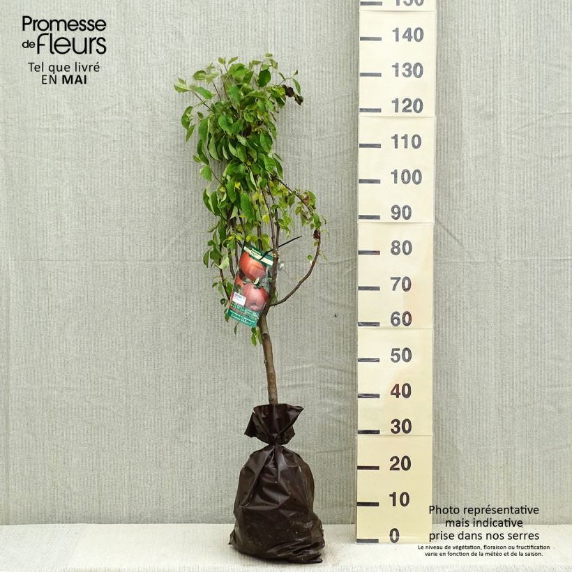 Amostra de Macieira Regali Georges Delbard - Malus domestica Torrão "Pronto a plantar", Copo tal como entregue na primavera