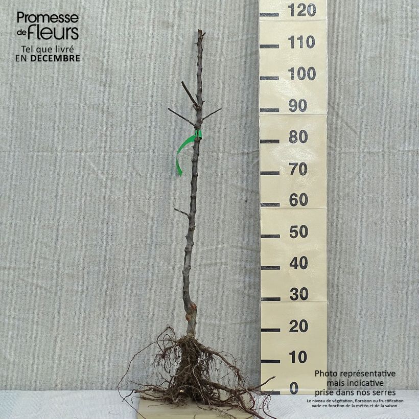 Amostra de Pommier Reine des Reinettes Bio Raízes nuas, Rebento tal como entregue no inverno