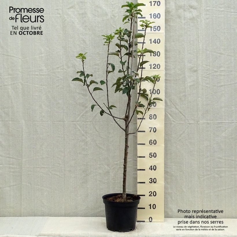 Amostra de Macieira Rainha das Rainetas - Malus domestica Vaso de 7,5 L/10 L, Copo tal como entregue no outono