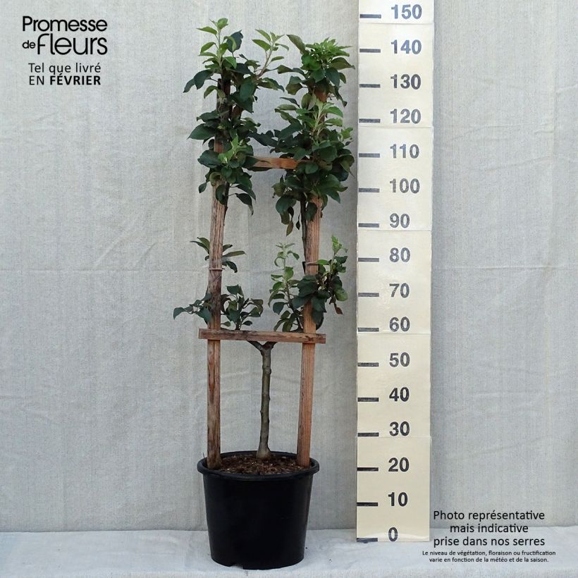 Amostra de Macieira Rainha das Rainetas - Malus domestica Vaso de 12 L/15 L, Palmeta simples em U tal como entregue no outono