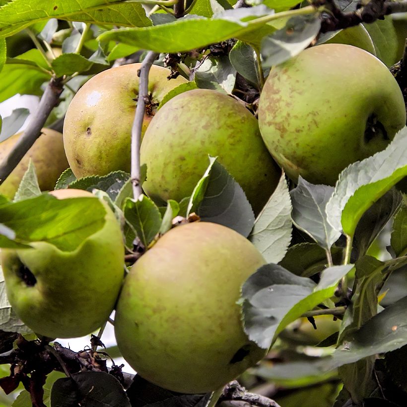 Macieira Reinette Branca de Châtellerault  - Malus domestica (Colheita)