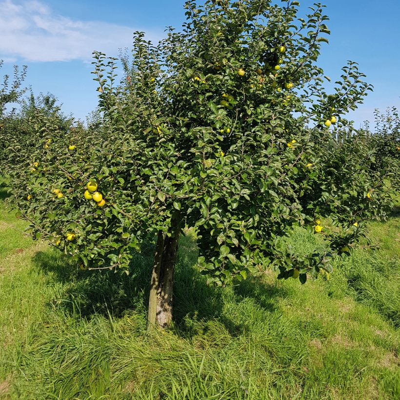 Macieira Reinette Branca do Canadá - Malus domestica (Hábito)