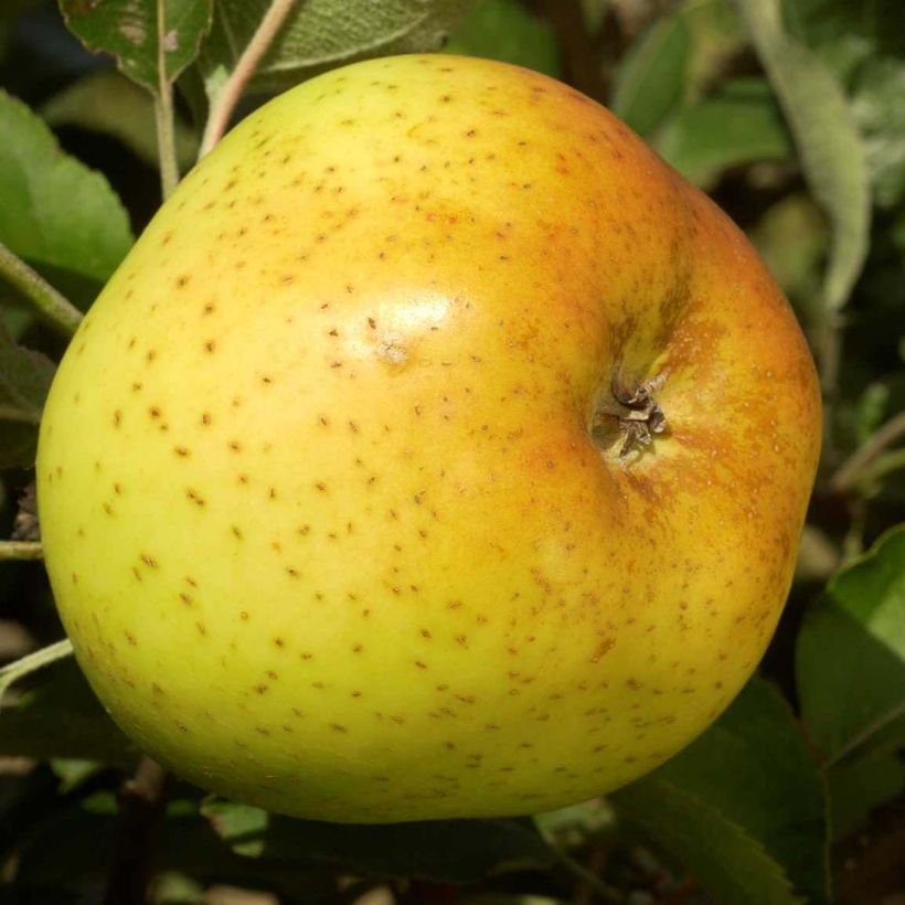 Macieira Reinette Clochard - Malus domestica (Colheita)