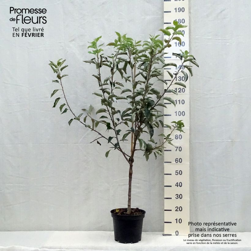Amostra de Macieira Reinette Clochard - Malus domestica Vaso de 7,5 L/10 L, Copo tal como entregue no outono