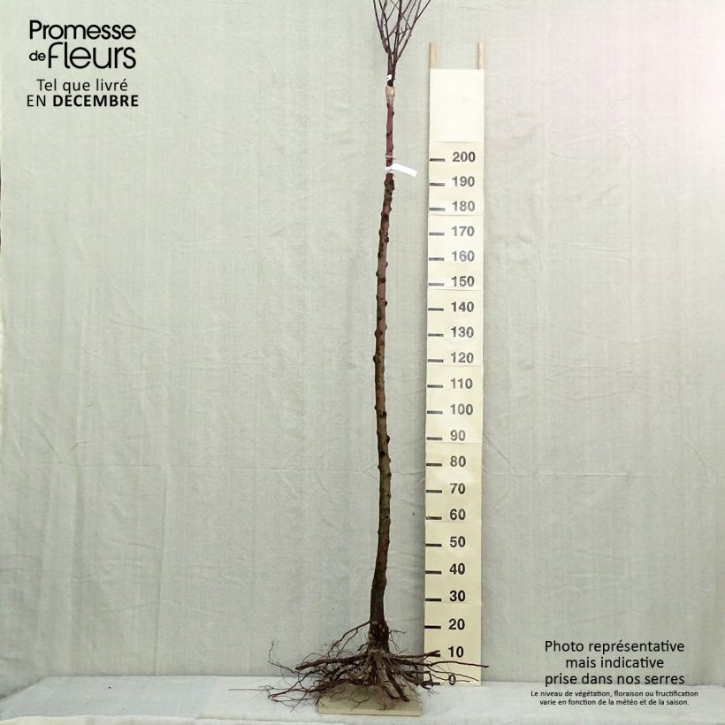 Amostra de Pommier Reinette De France Raízes nuas, Haste alta tal como entregue no inverno