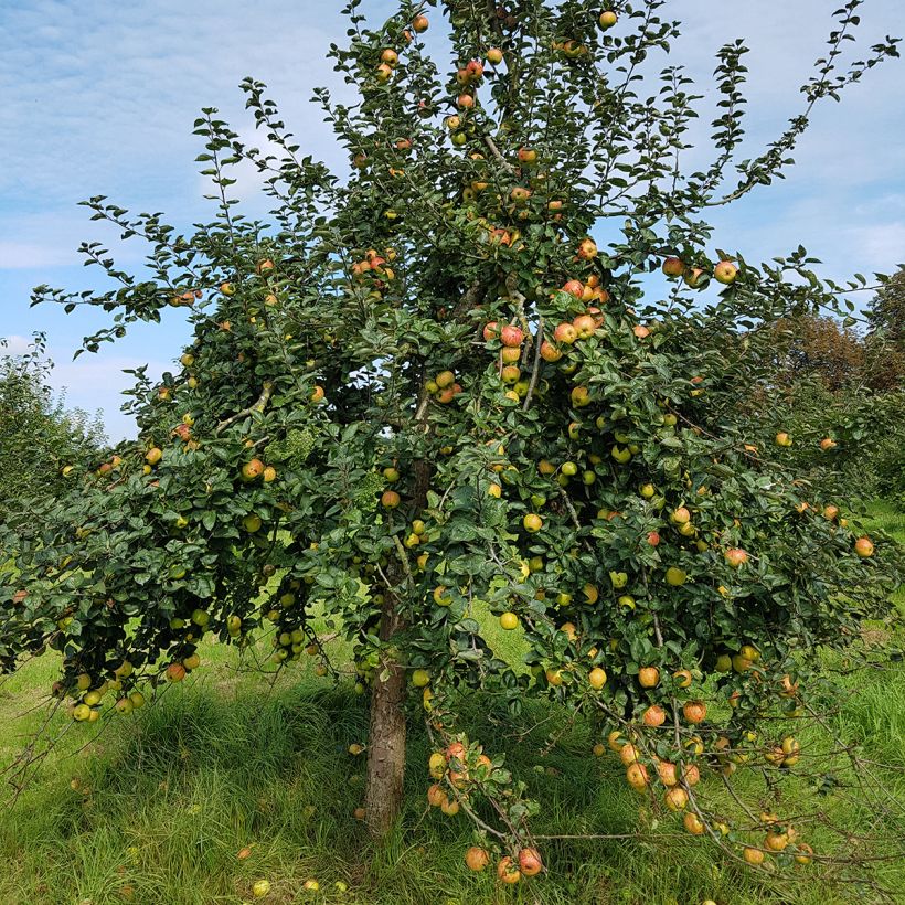 Macieira Reinette de France - Malus domestica (Hábito)