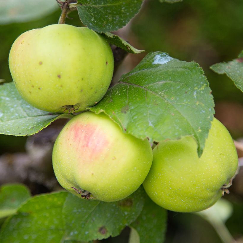 Macieira Reinette dAnjou Bio - Malus domestica (Colheita)