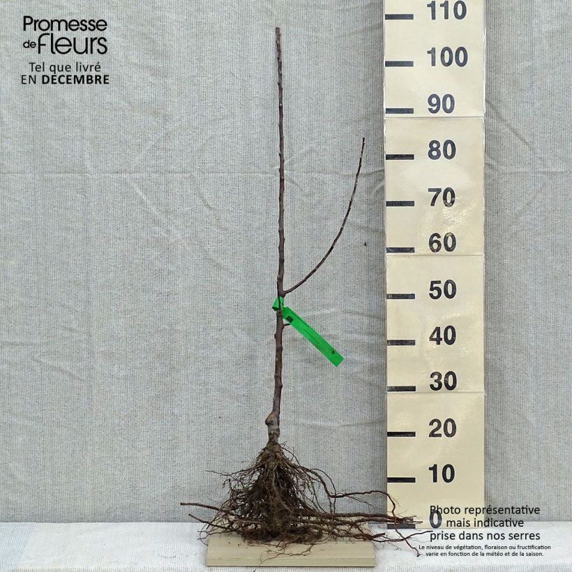 Amostra de Pommier Reinette d'Anjou Bio Grandes Racines nues, Scion tal como entregue no inverno