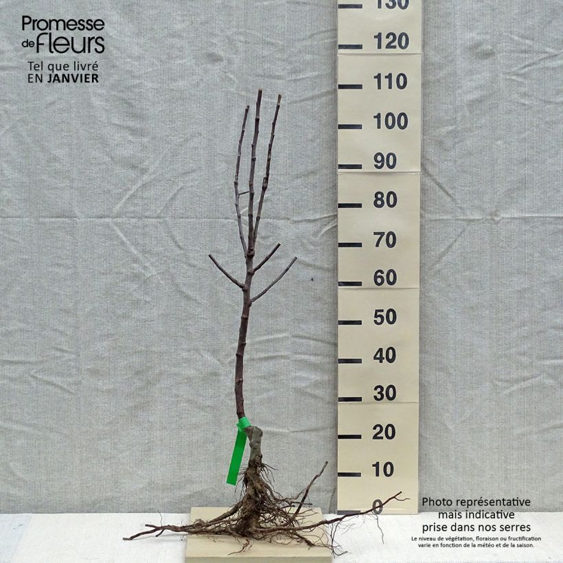 Amostra de Pommier Reinette d'Armorique Raízes nuas, Rebento tal como entregue no inverno