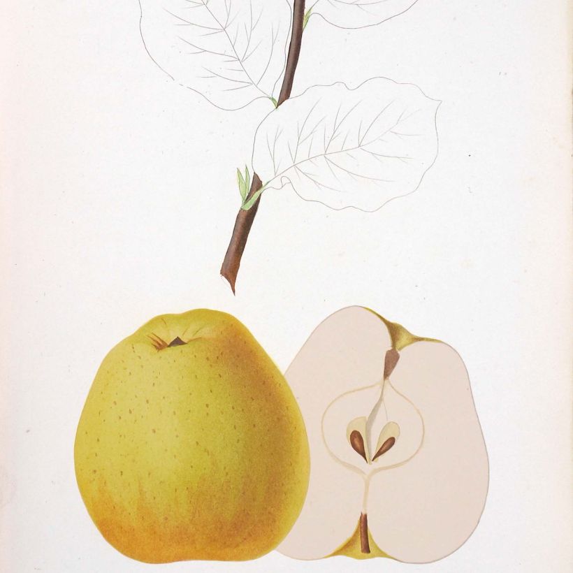 Macieira Reinette de Brive - Malus domestica (Colheita)