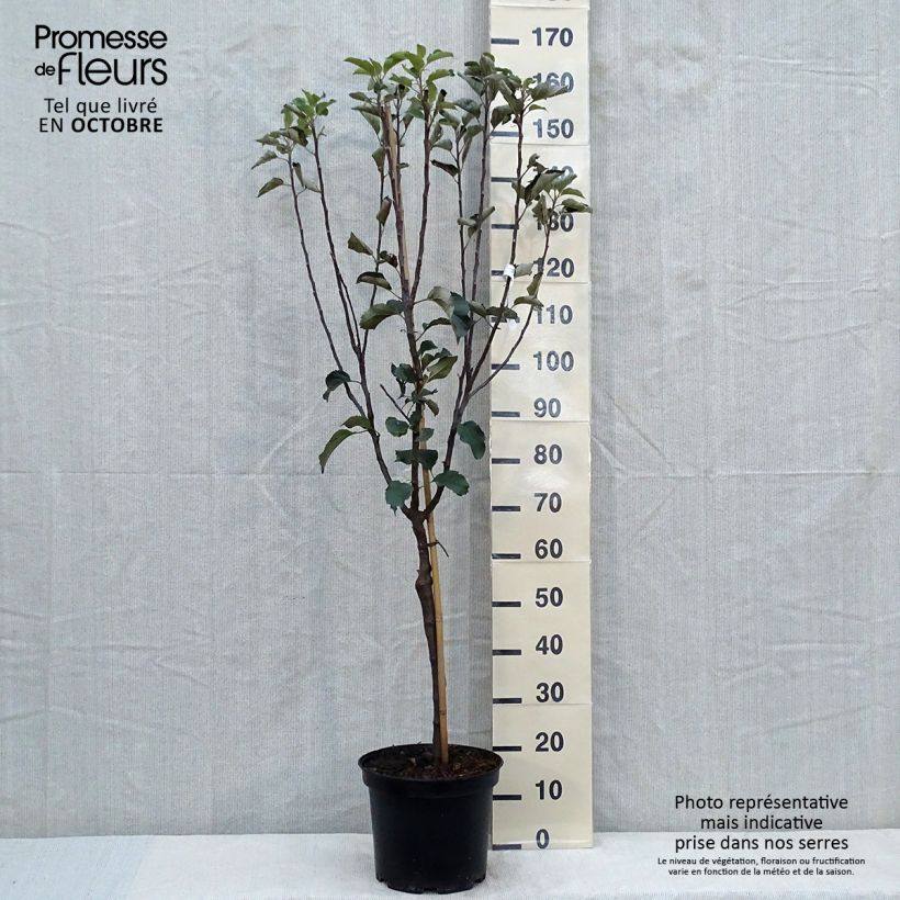 Amostra de Macieira Reinette de Brive - Malus domestica Vaso de 7,5 L/10 L, Copo tal como entregue no outono