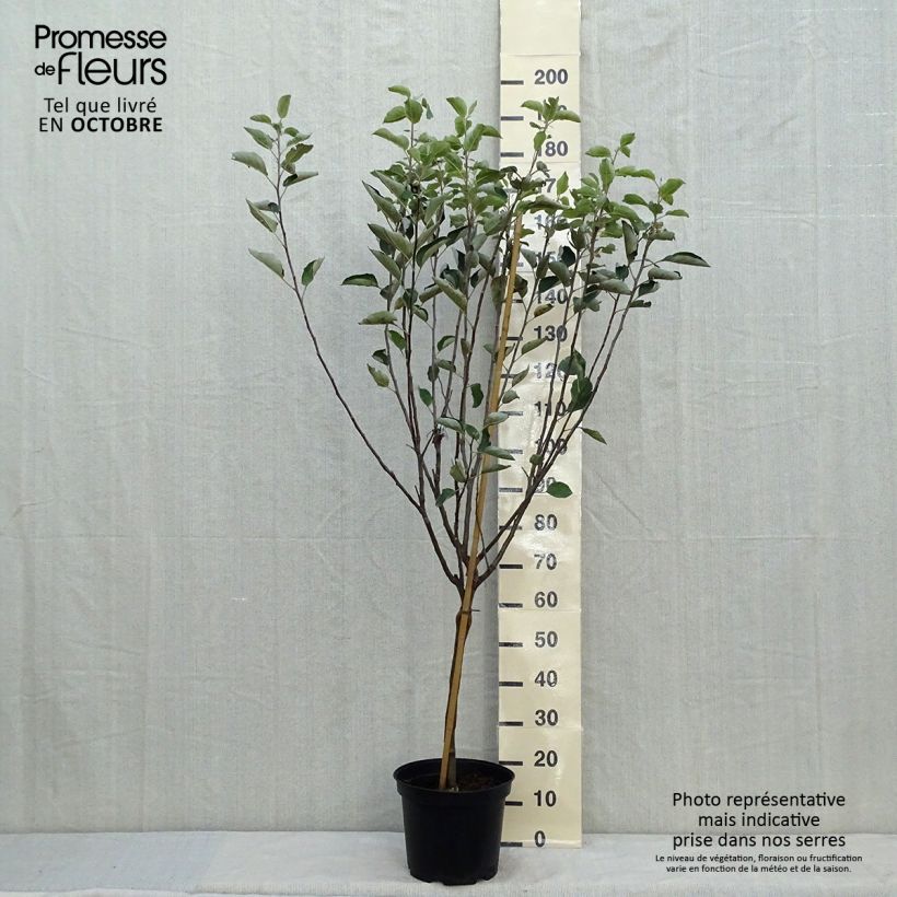 Amostra de Macieira Reinette de Caux - Malus domestica Vaso de 7,5 L/10 L, Copo tal como entregue no outono