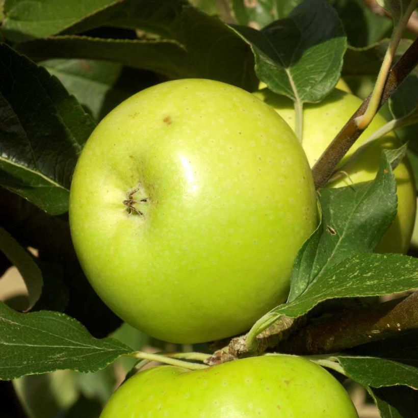 Macieira Reinette du Mans - Malus domestica (Colheita)