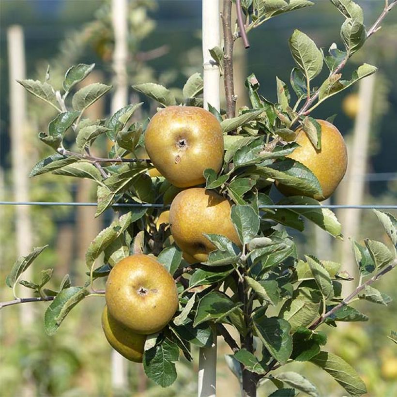 Macieira Reinette cinzenta do Canadá - Malus domestica (Colheita)